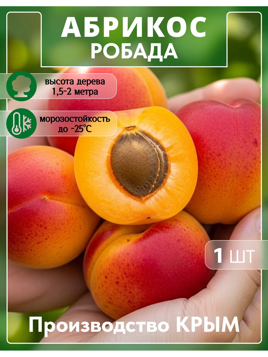 Саженец абрикоса Робада. Сад Укоренителей