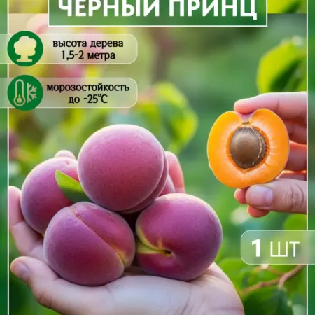 Саженец абрикоса Черный Принц. Сад Укоренителей