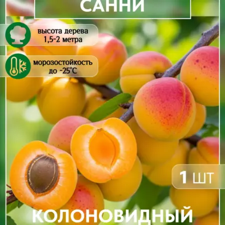Саженец абрикоса Санни. Колоновидный. Сад Укоренителей