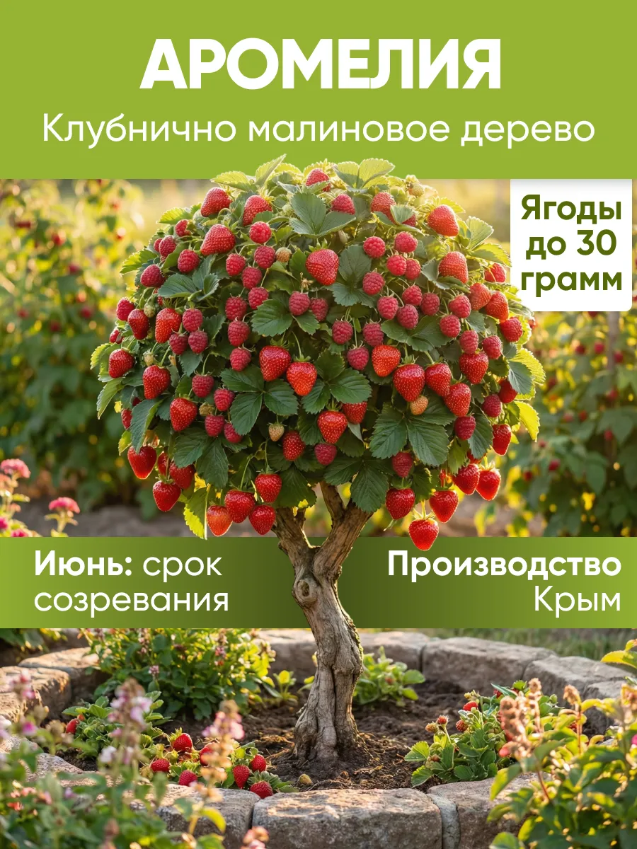 Саженец малины Аромелия. Сад Укоренителей