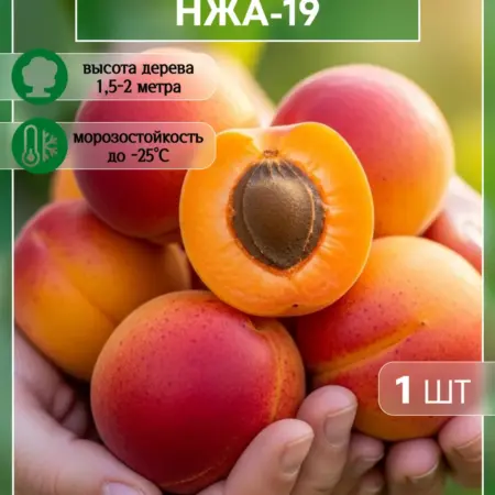 Саженец абрикоса НЖА-19. Сад Укоренителей