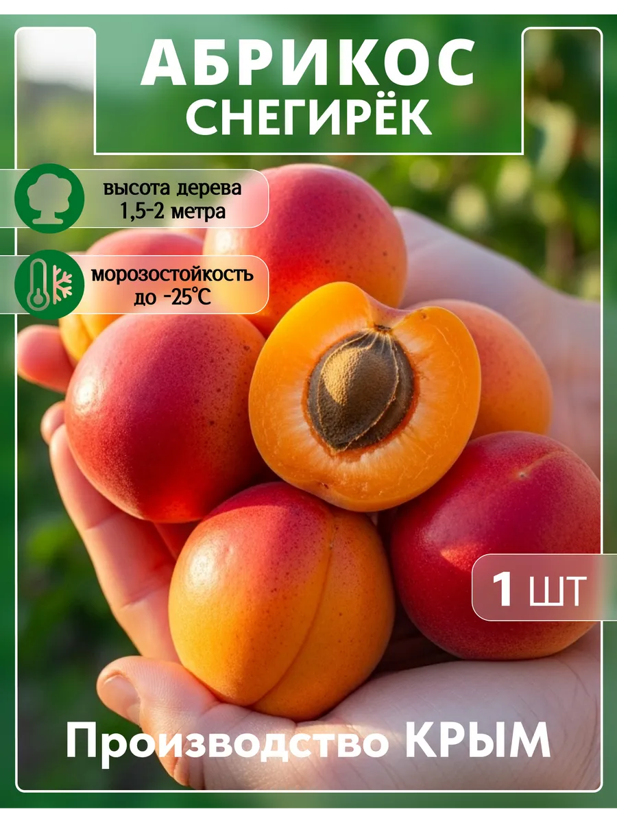 Саженец абрикоса Снегирек. Сад Укоренителей