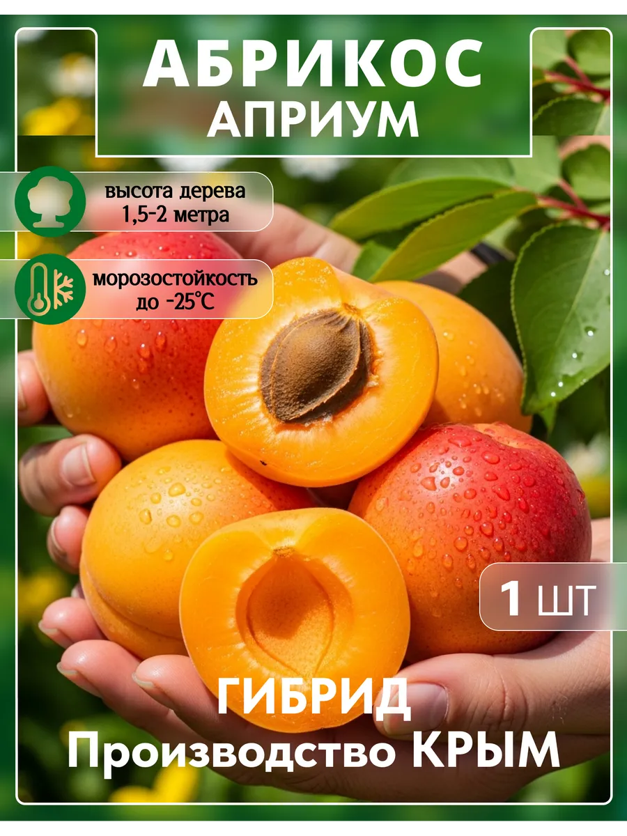 Саженец абрикоса Априум. Сад Укоренителей