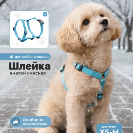 Шлейка для собак мелких и средних пород анатомическая. Интернет Революция