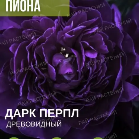 Саженцы пион Корни Дарк Перпел. Питомник Растений ЛПХ