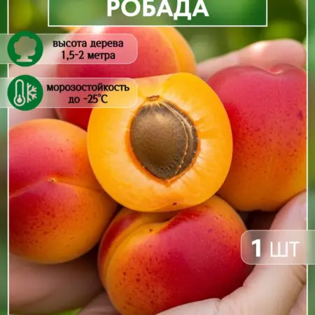 Саженец абрикоса Робада. Сад Укоренителей