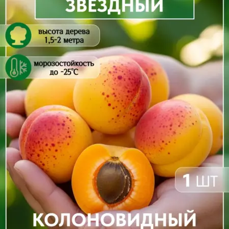 Саженец абрикоса Звездный. Колоновидный. Сад Укоренителей