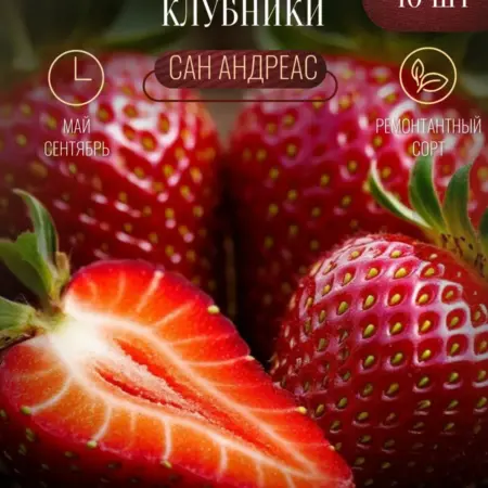 Саженец клубники Сан Андреас 10 штук. AgroGarden