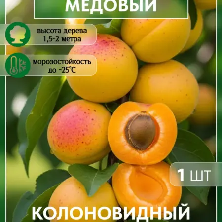 Саженец абрикоса Медовый. Колоновидный. Сад Укоренителей