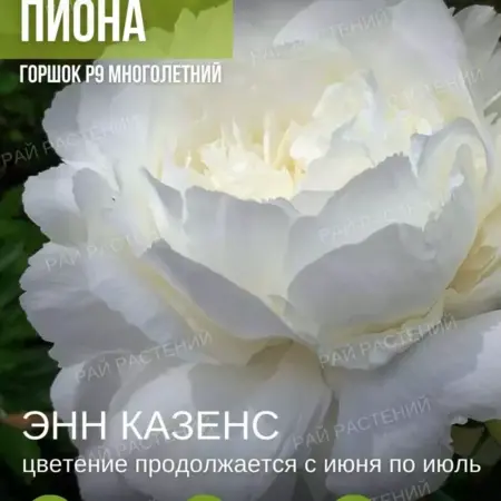 Пионы Саженцы. Питомник Растений ЛПХ