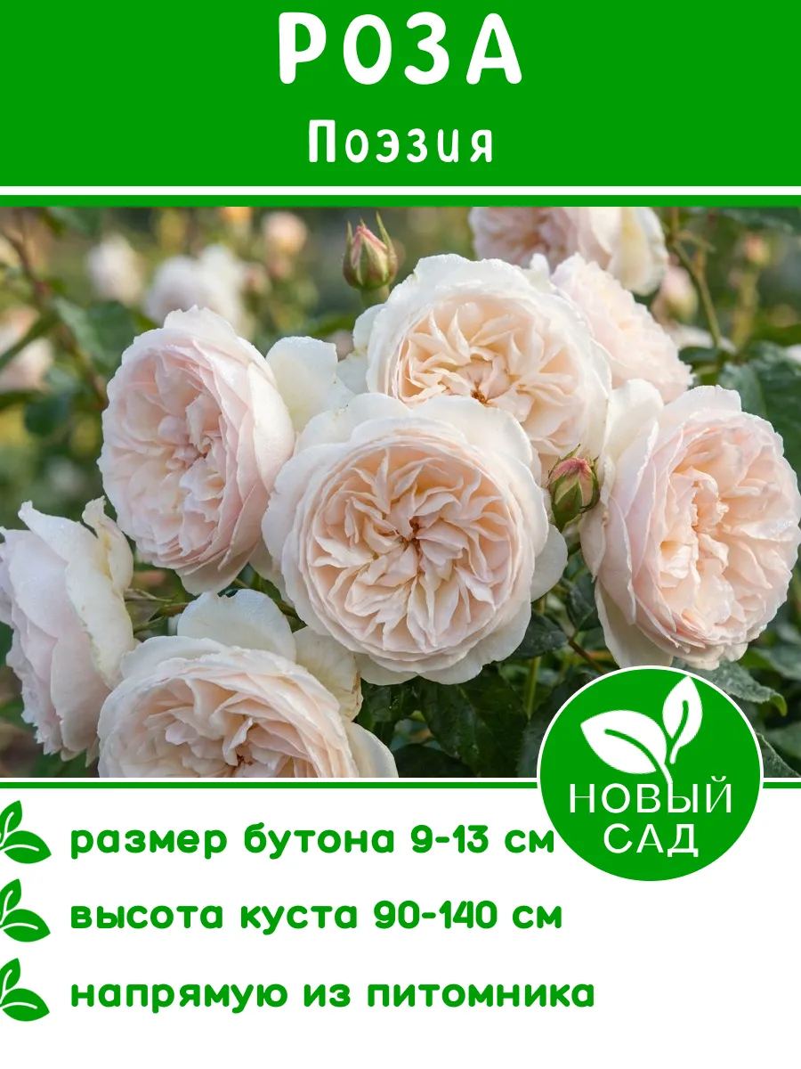 Роза Поэзия саженец. Новый Сад