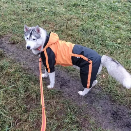 Дождевик комбинезон для собак средних и крупных пород. Интернет Революция