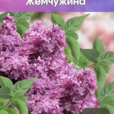 Саженец Сирени Жемчужина. РастенияИ.