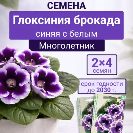 Глоксиния брокада синяя с белым краем 2п. Семена Тут