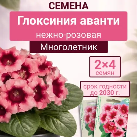 Глоксиния аванти нежно-розовая 2п. Семена Тут
